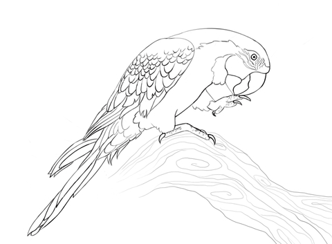 Blue And Gold Macaw Coloring Page